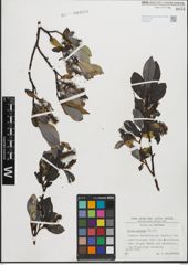 Foto von Salix glabra Scop.